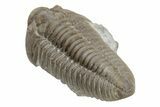Long Prone Flexicalymene Trilobite - Stonelick, Ohio #224880-4